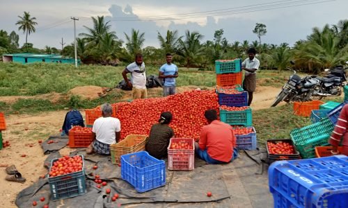 Tomato Grading Process at the Farm